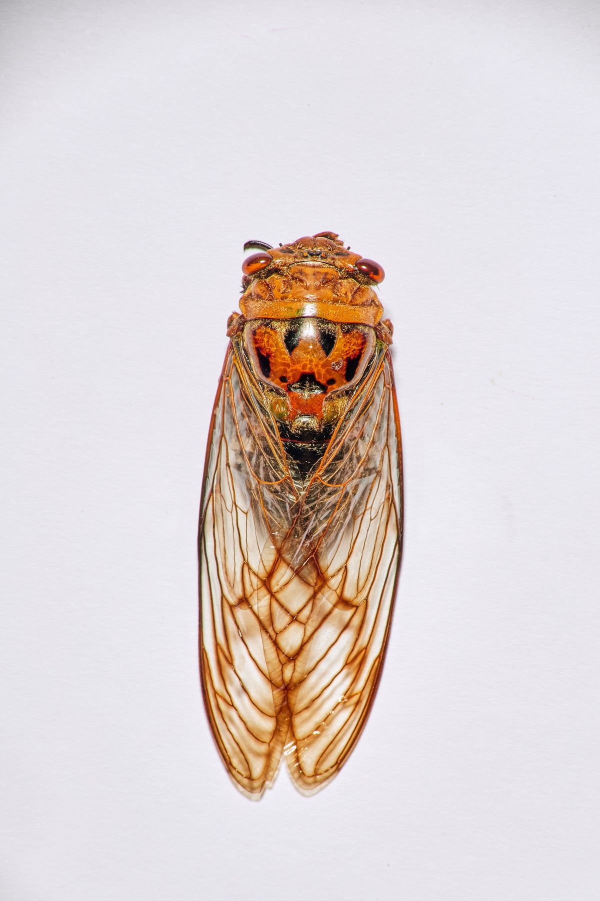 A cicada on a white background
