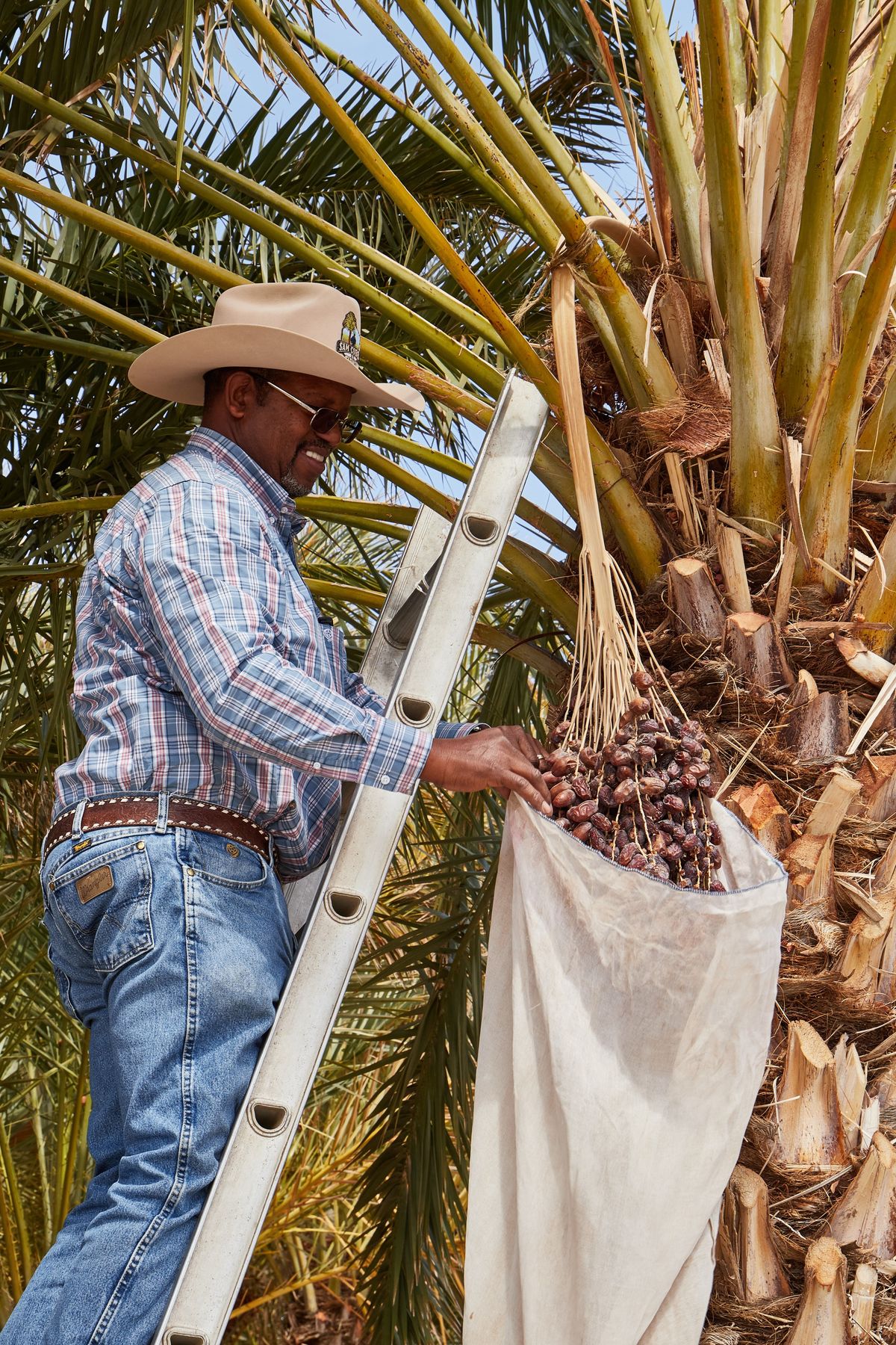 A date grower on a ladder harvesting dates into a sack