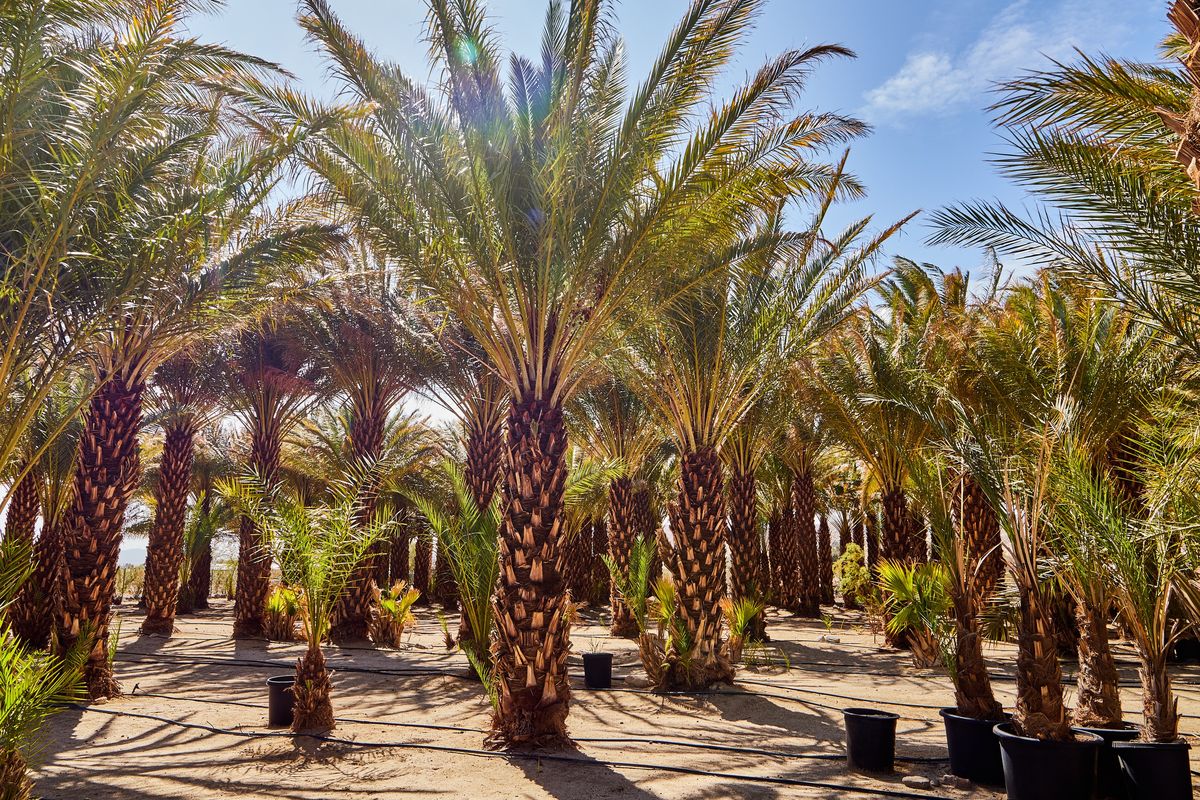 Rows of date palms in a Coachella Valley grove