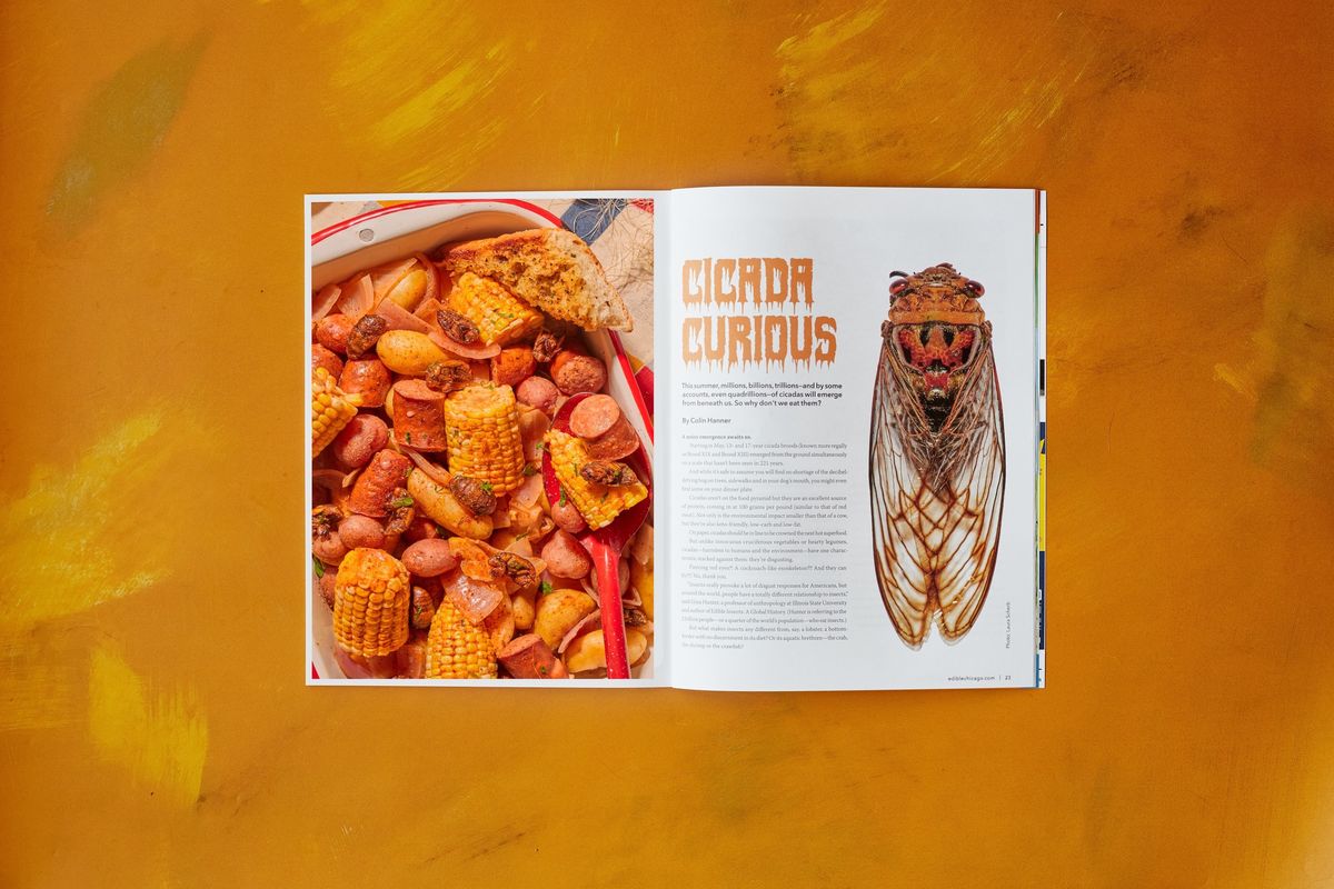 The Cicada Curious spread in Edible Chicago